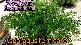 Asparagus fern careजल्दी घनाBest potting soil [upl. by Dej]