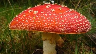 10 Amazing Facts About Fungi [upl. by Michaella341]