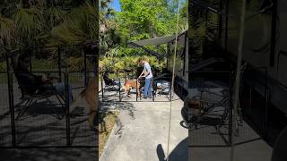 Dogs Camping With FXW Fencing belgianmalinois FXW camping [upl. by Crudden]