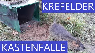 Die KREFELDER KASTENFALLE vorgestellt  inkl praktischer Einsatz  Fangjagd auf Nutria mit PRONUBI [upl. by Iaj778]