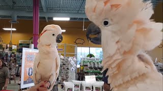 Cockatoos meet each other in pet store hilarity ensues [upl. by Horgan]