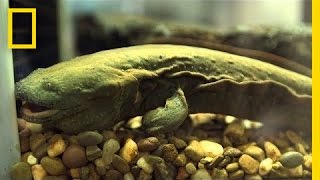 Snot Otters aka Hellbenders Slipping Away  National Geographic [upl. by Oicnaneb]