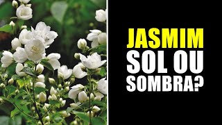 JASMIM GOSTA DE SOL OU SOMBRA [upl. by Llerehc]