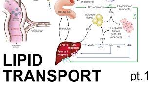 Lipid Transport pt 1 [upl. by Maram]