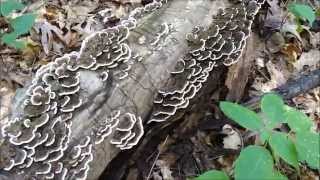 Identifying Turkey Tail Mushroom [upl. by Rafaelia816]