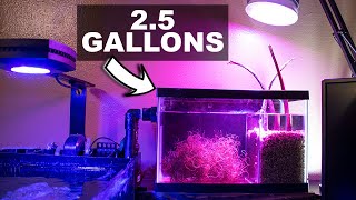 Nano Refugium Setup Pt2  Setting up a Nano Refugium for a Saltwater Aquarium [upl. by Ohcamac]