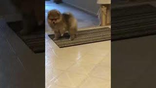 Cute Pomeranian Puppy Barking adorable soundshorts [upl. by Oflodor]