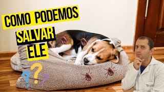 Como curar cachorro com doença do carrapato [upl. by Scotty]