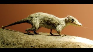 Early Mammal Evolution [upl. by Yerga433]