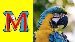 Learn to Write Letter M with Alphabetimals  How to write Alphabet ABC for Kids  Write letters AZ [upl. by Enale]