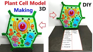 plant cell model making 3d for science project exhibition  biology project  diy  craftpiller [upl. by Baerman969]