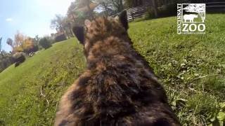 Cheetah Runs Full Speed with GoPro  Cincinnati Zoo [upl. by Anerec912]