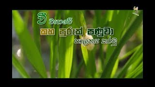 Department Of Agriculture Sri lanka Krushi tv channelවී වගාවේ කහා පුරුක් පණුවා පාලනය කරමු [upl. by Akcirderf]