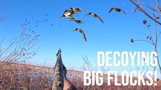 DECOYING BIG GROUPS OF GADWALL PINTAILS AND TEAL USING LAYOUT BLINDS TO DISAPPEAR IN THE MARSH [upl. by Rosaline971]