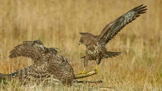 Buzzards vs Goshawk in Slowmotion 4k GH5 [upl. by Vladamar]