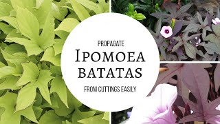 Ipomoea Batatas Easy propagation root cuttings within one week [upl. by Sparky]