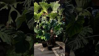 Repoting Philodendron Mcdowel ☘️ aroids philodendron mcdowells platycerium plants homedecor [upl. by Griselda]