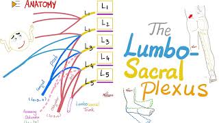 The Lumbosacral Plexus  Anatomy Series [upl. by Eastlake511]