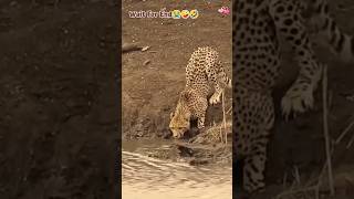 Jaguar VS Crocodile Status 🐊 Khalnayak hetarun0669 subscribe dangerousyoutubeshorts viralvideo [upl. by Mack842]