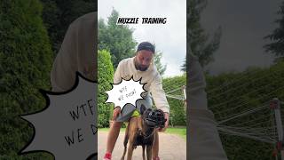 Does your dog like muzzle dog malinois [upl. by Augy664]