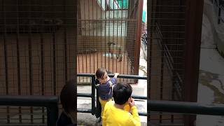 Lion in Zoo babyzookidssongsKristopherLondon Pinkfong kidschannelindia [upl. by Inaliel]