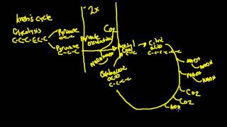 Krebs Cycle for Exercise Physiology [upl. by Aicirt]