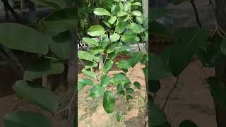 Pterocarpus santalinus Red sandalwoodசெம்மரம் valued for its woodFamilyFabaceae [upl. by Arema]