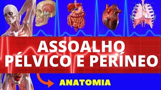 ASSOALHO PÉLVICO E PERÍNEO ANATOMIA HUMANA  PISO PÉLVICO AULA DE ANATOMIA  PELVE E PERÍNEO [upl. by Smiley602]