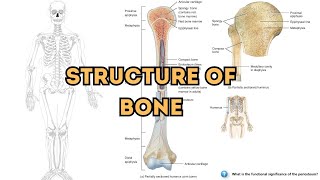 Exploring the Anatomy and Structural Components of Bones [upl. by Oek]