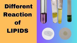 Different Reactions of Lipids  Halogenation test Biochemistry practical exam [upl. by Enoob]