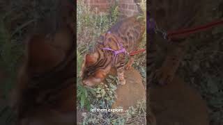 Enrichment for cats cat catlover shortsviral [upl. by Nnylaehs]