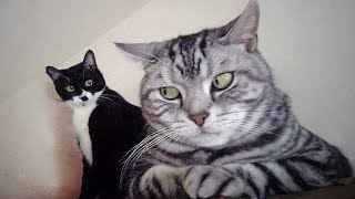 The Most Over DRAMATIC CATS Ever 😂 Funny Cat Videos of 2024 😹 [upl. by Yajnas745]