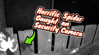 Horrific Spider Caught on Security Camera [upl. by Ennairej316]