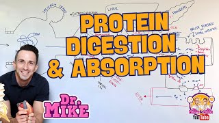 Protein Digestion and Absorption [upl. by Bautram605]