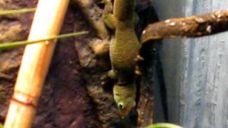 Giant day gecko Whites tree frog Vivarium [upl. by Blackburn]