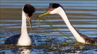 Western and Clarks Grebes [upl. by Rus51]