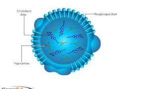 Lipoprotein Structure [upl. by Ihab329]