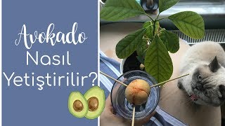 Avokado Bitkisi Nasıl Yetiştirilir  Kendin Yap  DIY  İrem Yüncüler [upl. by Erapsag652]