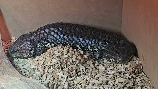 female shingleback skink [upl. by Cardon]