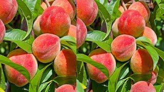 فكر ة عبقرية تجعل شجرة الخوخ تزيد الثمار إلى عشر اضعاف Peach tree care [upl. by Ailemac933]