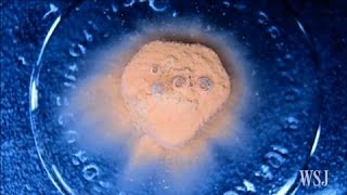 Watch Common Pills Dissolve With TimeLapse Video [upl. by Farlee]