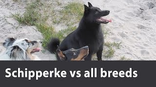 Schipperke is playing vs different breeds weve met Maximum collection of fun [upl. by Anilam]