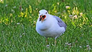 Larus delawarensis RINGBILLED GULL feast on cicadas 9088763 [upl. by Behm]