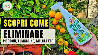 Piante da Orto Frutta e da Fiore PerfettiElimina gli Insetti Dannosi Per la Tua PIANTA IN MODO BIO [upl. by Kylynn]