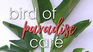 Bird Of Paradise Plant Care why your BOP isnt flowering [upl. by Darryn511]