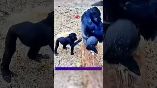 🦍🆚🙊 Patojo Gorila Vs Papa Gorila LaCaroetaDeLosVRGzos EseMajeEngasado youtube shorts [upl. by Ayatan]