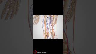 Intermittent Claudication Treatment  3D video [upl. by Aenit]