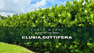 Achieve Garden Bliss with Clusia Guttifera Shrubs Tips and Tricks [upl. by Halimaj]