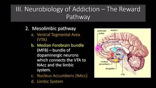 Lecture 11 The Neurobiology of Addiction The Reward Pathway [upl. by Vaughan]