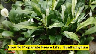 How To Propagate Peace Lily  Variegated Spathiphyllum Plant  Plants Lover [upl. by Hluchy]